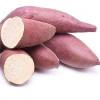 Ipomoea batatas Orleans - povíjnice ( jedlé batáty)