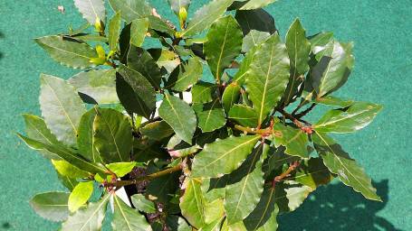 Laurus nobilis - bobkový list ( vavřín ušlechtilý)