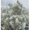 Salvia officinalis  Snowflake ('Sněhová vločka') šalvěj lékařská