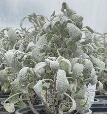 Salvia officinalis  Snowflake ('Sněhová vločka') šalvěj lékařská