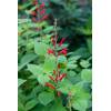 Salvia elegans &quot;Mello&quot; - šalvěj medový meloun
