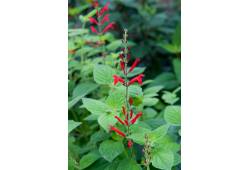 Salvia elegans "Mello" - šalvěj medový meloun