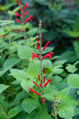 Salvia elegans "Mello" - šalvěj medový meloun