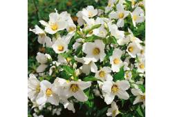 Philadelphus 'BELLE ETOILE'  - pustoryl