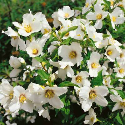 Philadelphus 'BELLE ETOILE'  - pustoryl