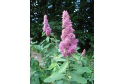 Spiraea douglasii - tavolník Douglasův