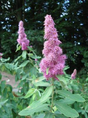 Spiraea douglasii - tavolník Douglasův