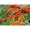 Hippophae rhamnoides &quot;Friesdorfer Orange&quot;- rakytník samoopylivý (samosprašný)