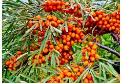 Hippophae rhamnoides "Friesdorfer Orange"- rakytní..