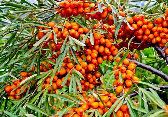 Hippophae rhamnoides "Friesdorfer Orange"- rakytník samoopylivý (samosprašný)