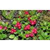 Brusinka brusnice - Vaccinium vitis-idaea "Red Pearl"