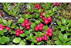 Brusinka brusnice - Vaccinium vitis-idaea "Red Pea..