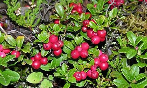 Brusinka brusnice - Vaccinium vitis-idaea "Red Pearl"