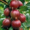 Ribes uva-crispa ´Captivator´ - angrešt beztrnný