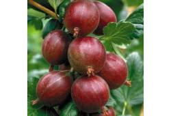 Ribes uva-crispa ´Captivator´ - angrešt beztrnný
