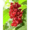 Rybíz keřový červený - Ribes rubrum 'Jonkheer van Tets'