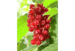 Rybíz keřový červený - Ribes rubrum 'Jonkheer van ..