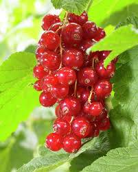 Rybíz keřový červený - Ribes rubrum 'Jonkheer van Tets'