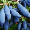 Zimolez kamčatský (Lonicera kamtschatica)-kamčatská neboli čukotská borůvka