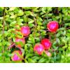 Vaccinium macrocarpon &quot;Early Black&quot; - brusnice klikva