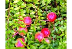 Vaccinium macrocarpon "Early Black" - brusnice kli..
