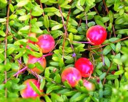 Vaccinium macrocarpon "Early Black" - brusnice klikva