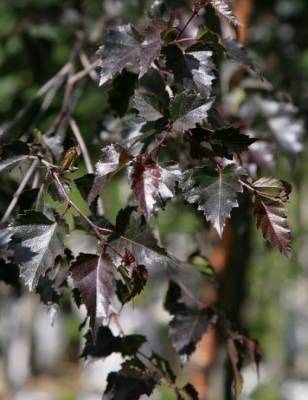 Betula pendula "Purpurea"- bříza bělokorá