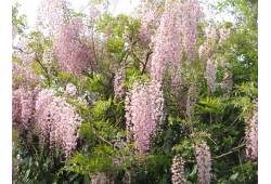 Wisteria floribunda "Rosea"