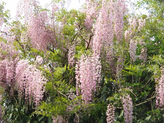 Wisteria floribunda "Rosea"