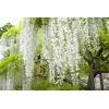 Wisteria floribunda &quot;Longissima Alba&quot;