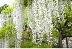 Wisteria floribunda "Longissima Alba"