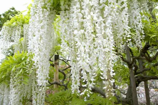 Wisteria floribunda "Longissima Alba"