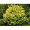 Physocarpus opulifolius &quot;Luteus&quot; - tavola kalinolistá