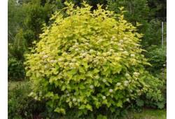 Physocarpus opulifolius "Luteus" - tavola kalinoli..