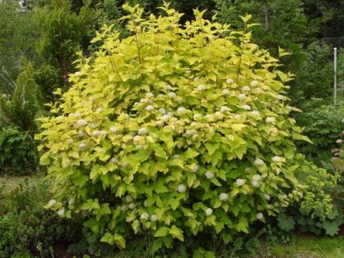 Physocarpus opulifolius "Luteus" - tavola kalinolistá