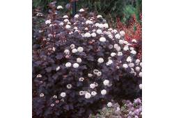 Physocarpus opulifolius "Red Baron" - tavola kalin..