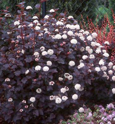 Physocarpus opulifolius "Red Baron" - tavola kalinolistá