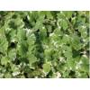Glechoma hederacea &quot; Variegata &quot; - popenec břečťanovitý