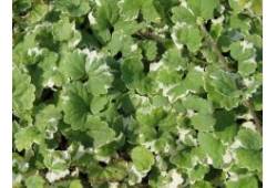 Glechoma hederacea " Variegata " - popenec břečťan..