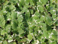 Glechoma hederacea " Variegata " - popenec břečťanovitý