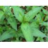 Persicaria odorata  &quot;Vietna.Coriand&quot;- vietnamský koriandr