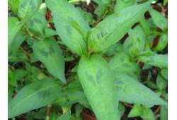 Persicaria odorata  "Vietna.Coriand"- vietnamský k..