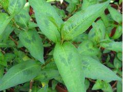 Persicaria odorata  "Vietna.Coriand"- vietnamský koriandr