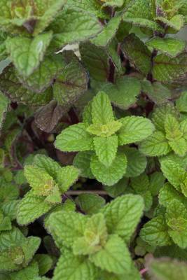 Máta bobule a smetana - Mentha spp.Berries and cream