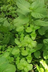 Mentha x pip. citrata Basil - máta bazalková