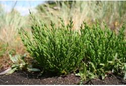 Salicornia europaea - slanorožec