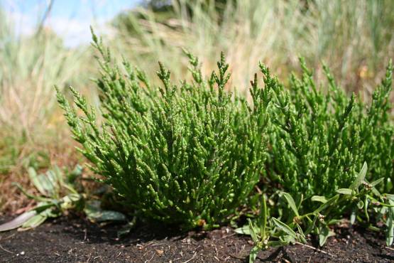 Salicornia europaea - slanorožec