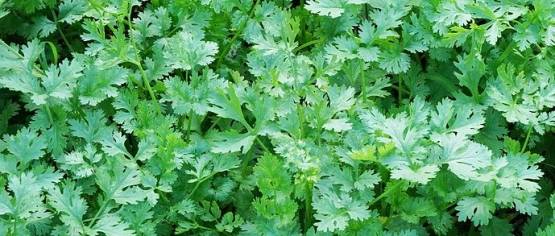 Kerblík třebule (Anthriscus cerefolium) 