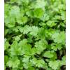 Koriandr setý - Coriandrum sativum