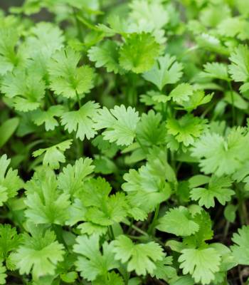 Koriandr setý - Coriandrum sativum